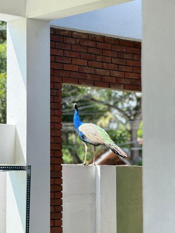 Peacock view